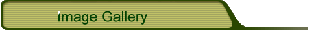 Image Gallery